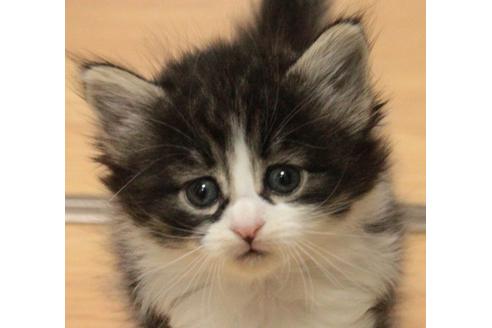 成約済の茨城県のノルウェージャンフォレストキャット-614の2枚目